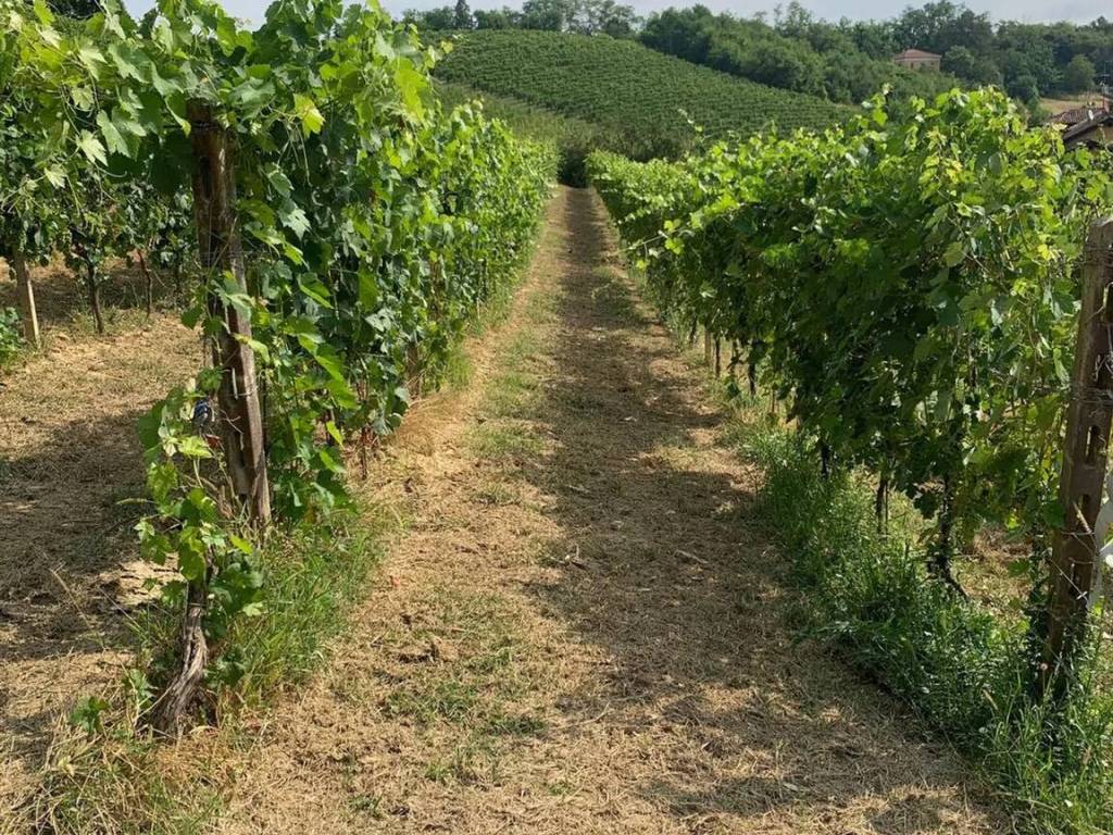 Terreno a Nizza monferrato - Foto 3