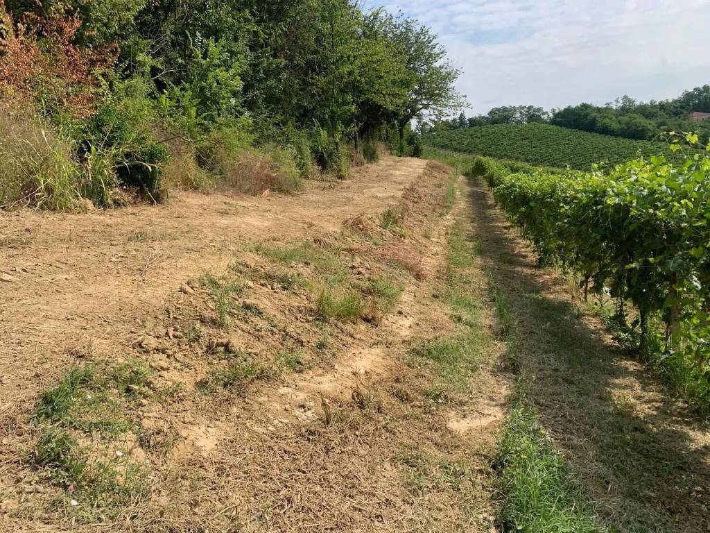 Terreno a Nizza monferrato - Foto 4