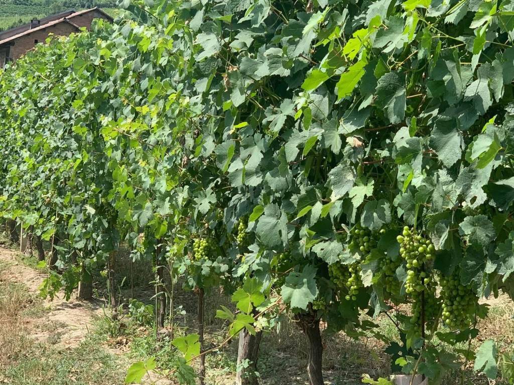 Terreno a Nizza monferrato in Strada Bricco No Number - Foto 2