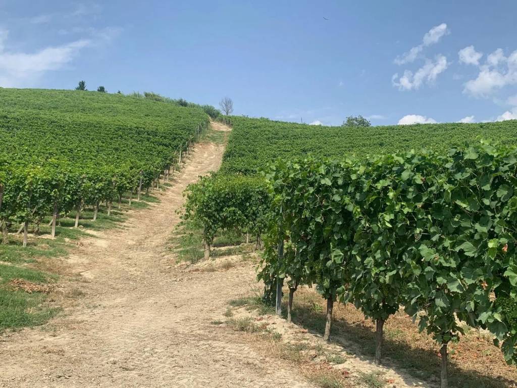 Terreno a Nizza monferrato in Strada Bricco No Number - Foto 3