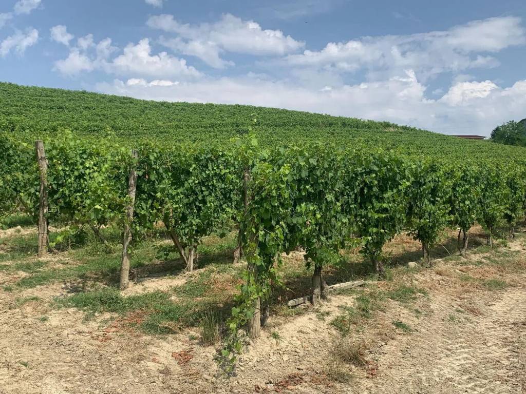 Terreno a Nizza monferrato in Strada Bricco No Number - Foto 4