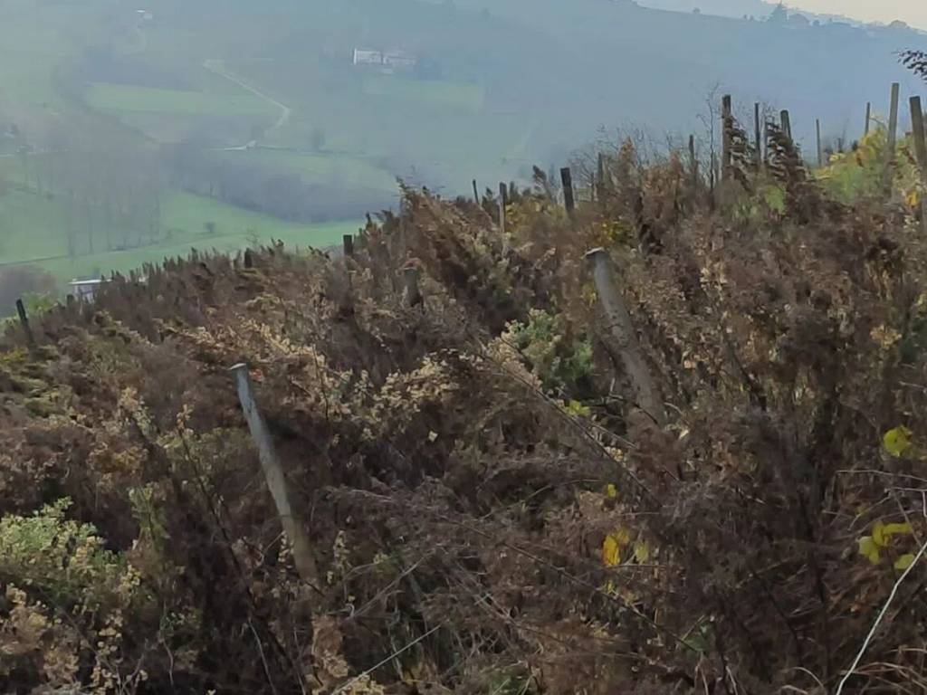 Terreno a San marzano oliveto in Regione Leiso, 21 - Foto 2