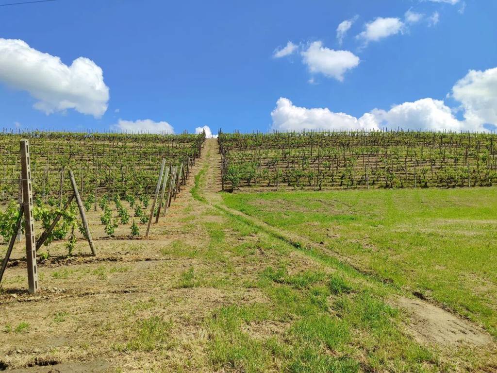 Terreno a Agliano terme in Via Casareggio No Number - Foto 2