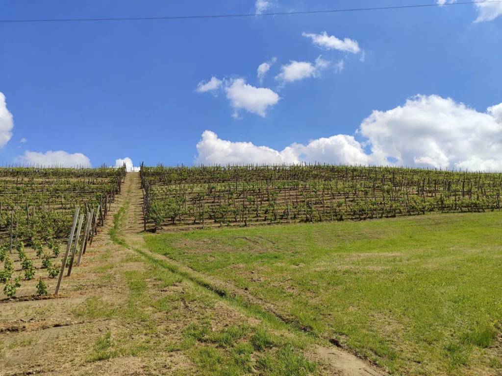 Terreno a Agliano terme in Via Casareggio No Number - Foto 3