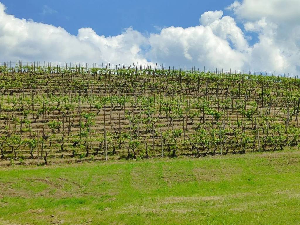 Terreno a Agliano terme in Via Casareggio No Number - Foto 4