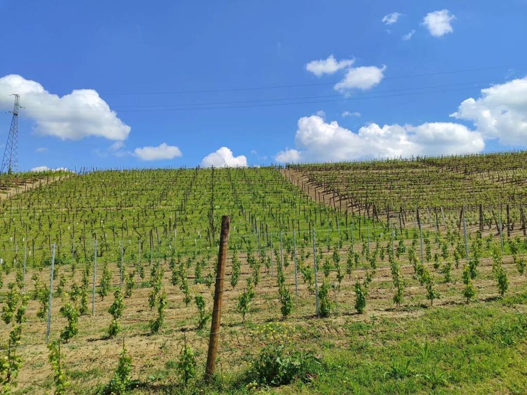 Terreno a Agliano terme in Via Casareggio No Number - Foto 5