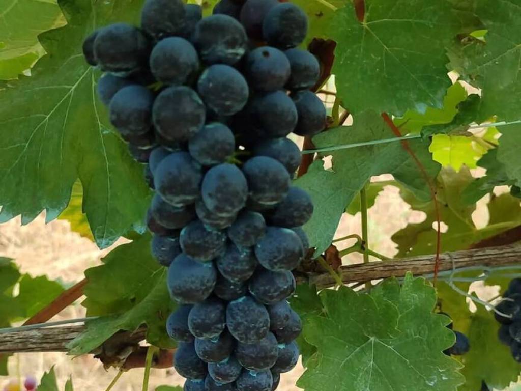 Terreno a Castelnuovo calcea in Via Valleggia, 12 - Foto 3