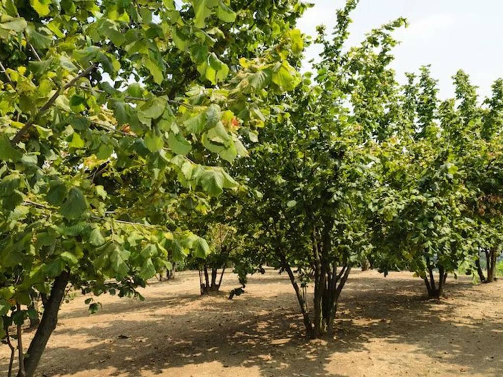 Terreno a Montegrosso d'asti in Via Basolo - Foto 3