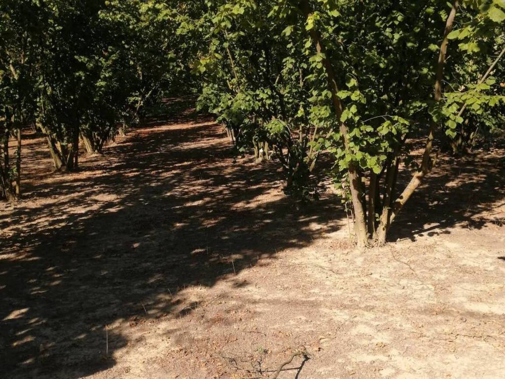 Terreno a Montegrosso d'asti in Via Basolo - Foto 4