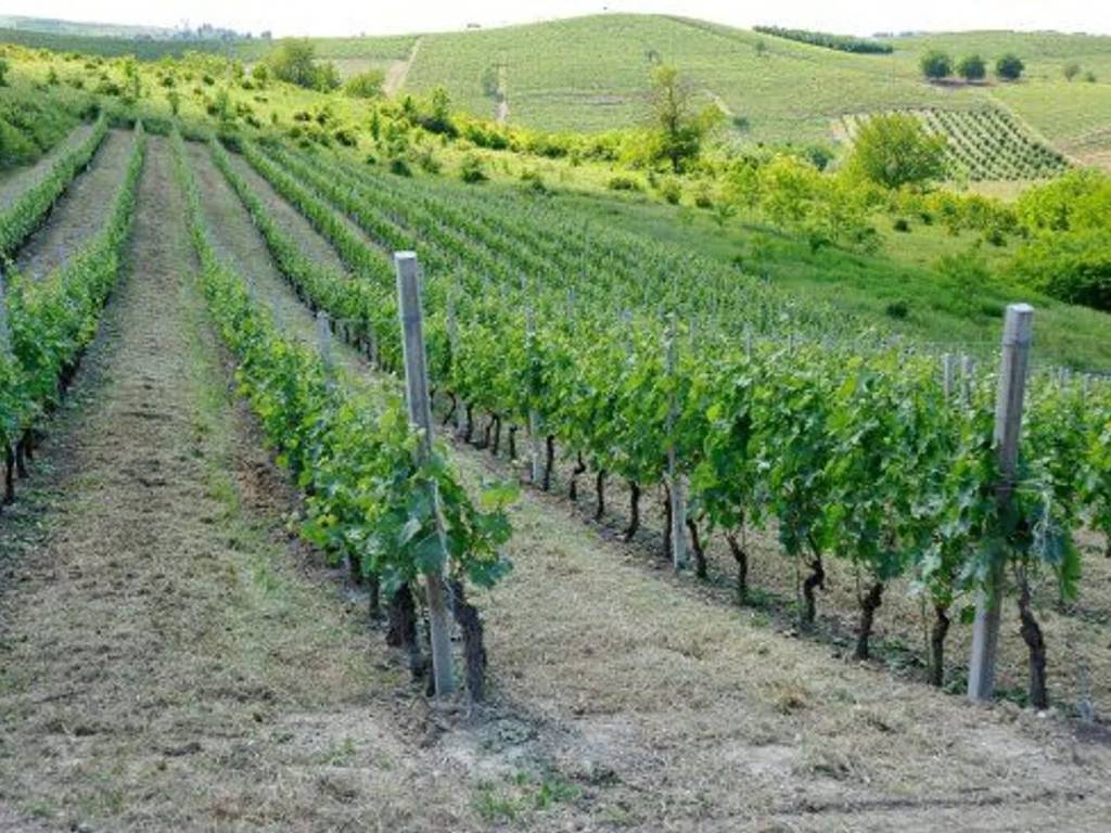 Terreno a Montegrosso d'asti in Via Nalbissano No Number - Foto 2