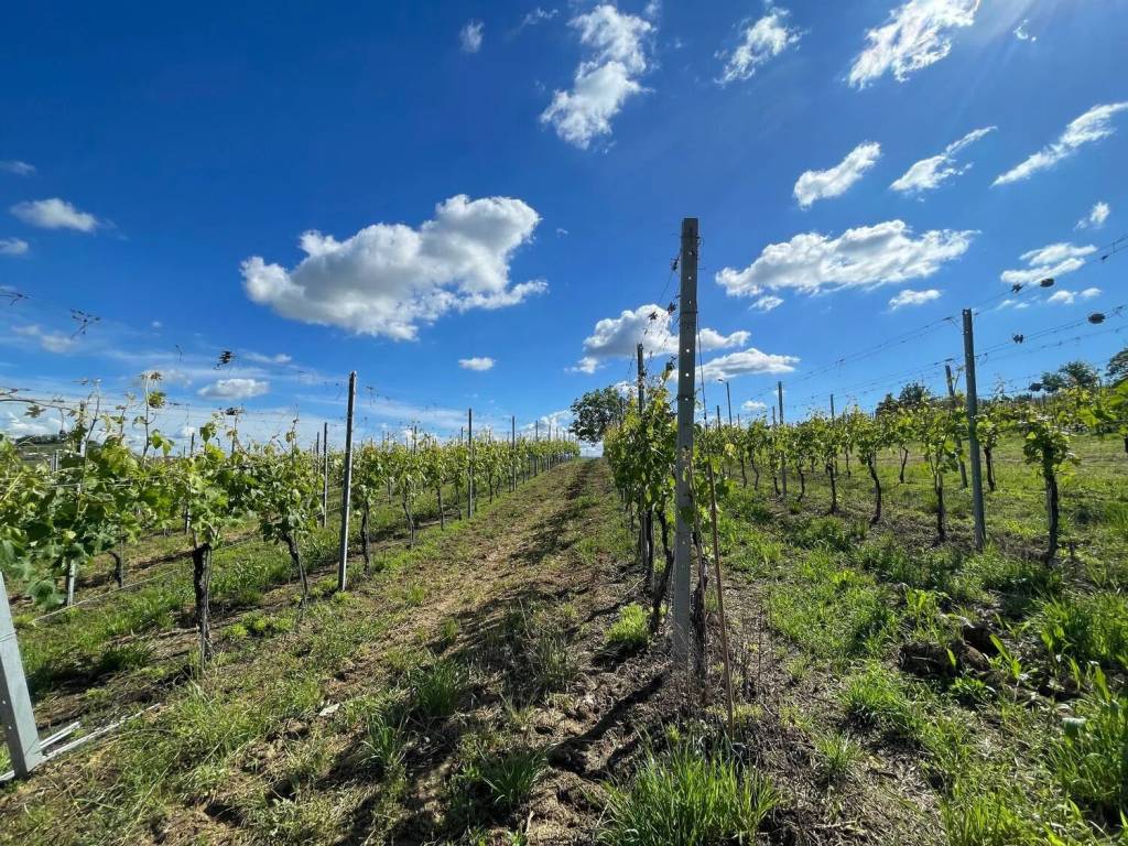 Villa a Montegrosso d'asti - Foto 4