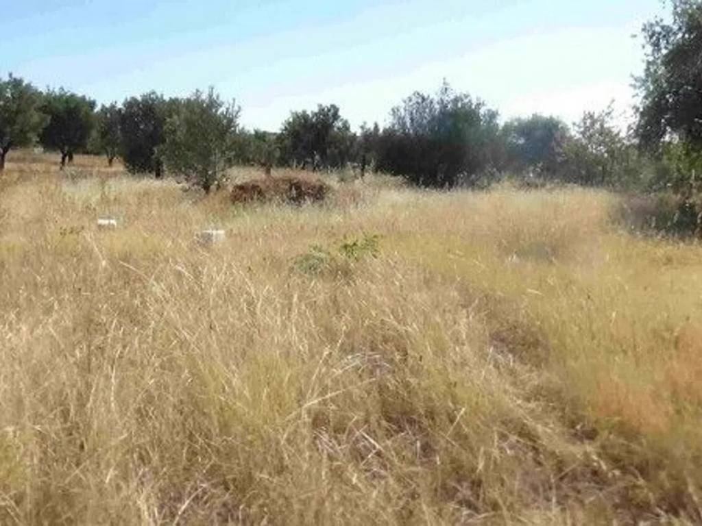 Terreno a Trebisacce - Foto 3