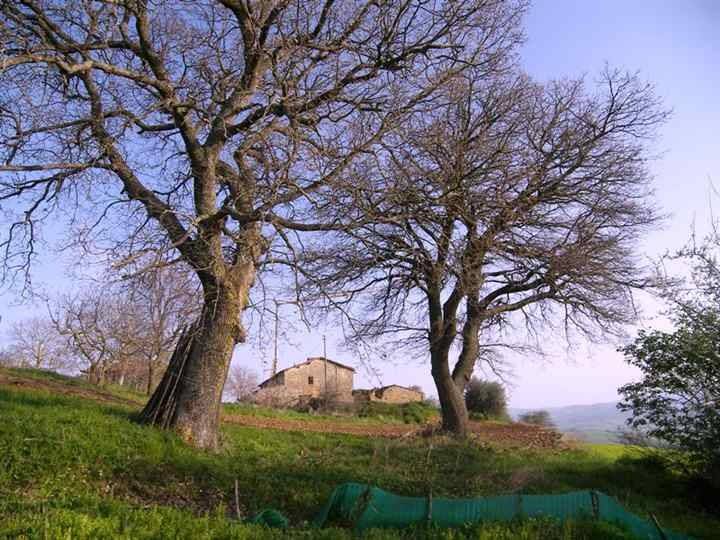 Rustico / casale a Pienza - Foto 5