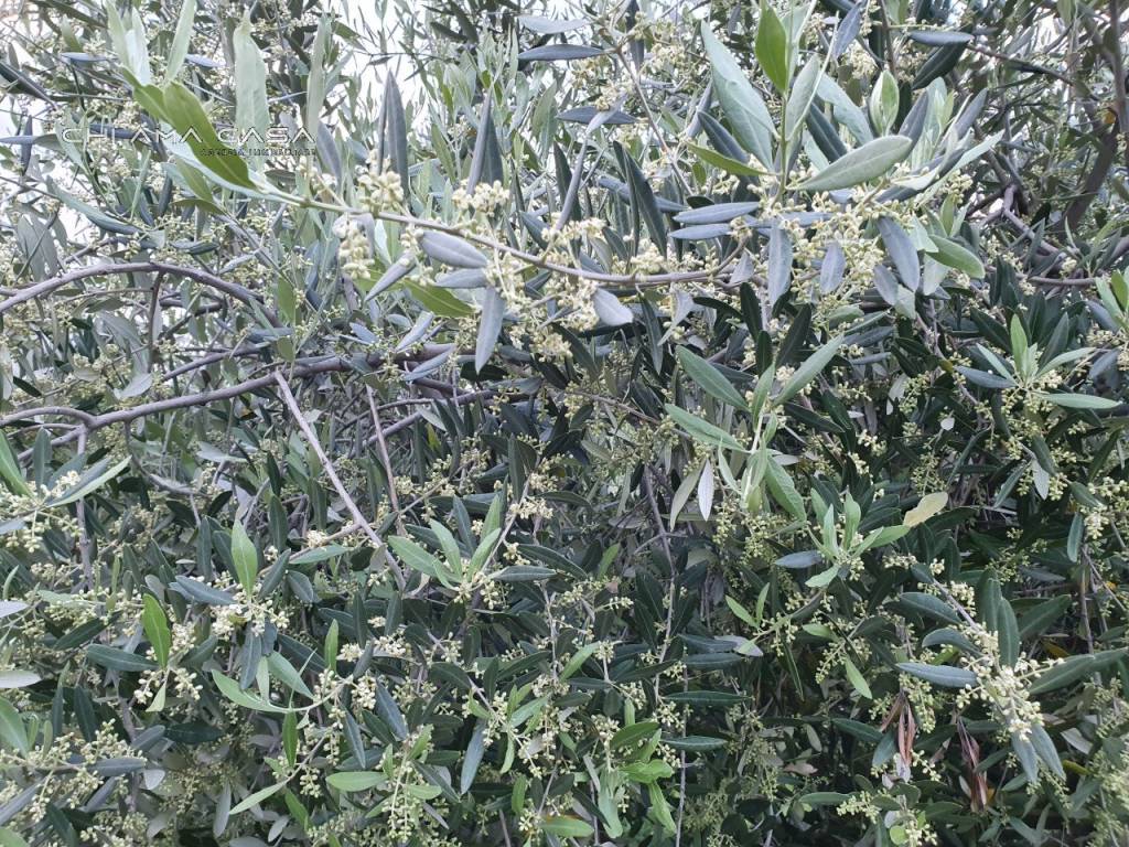 Terreno a Vallefoglia in Via Serra - Foto 5