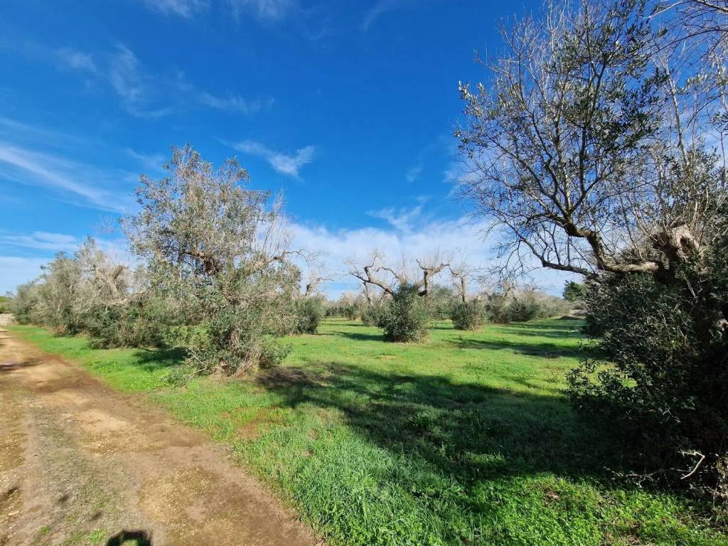Terreno a Melpignano in Località S. Biagio No Number - Foto 2