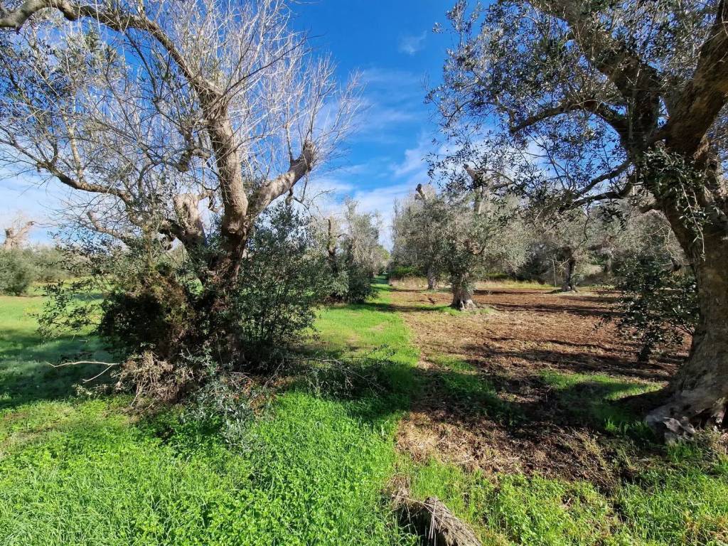 Terreno a Melpignano in Località S. Biagio No Number - Foto 3