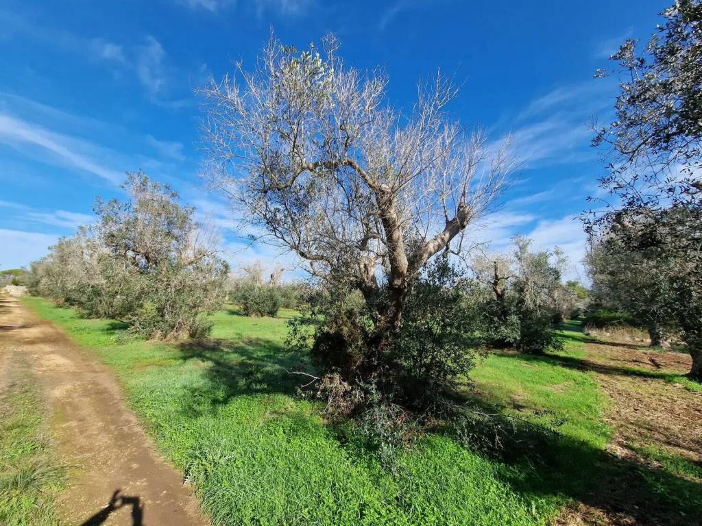 Terreno a Melpignano in Località S. Biagio No Number - Foto 4