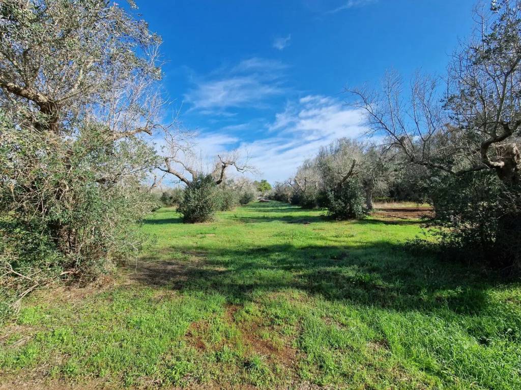 Terreno a Melpignano in Località S. Biagio No Number - Foto 5