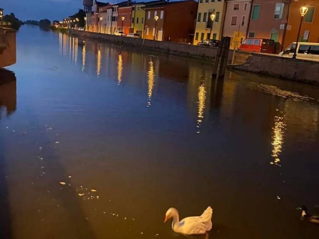 Villa a Loreo in Calle Castello No Number - Foto 3