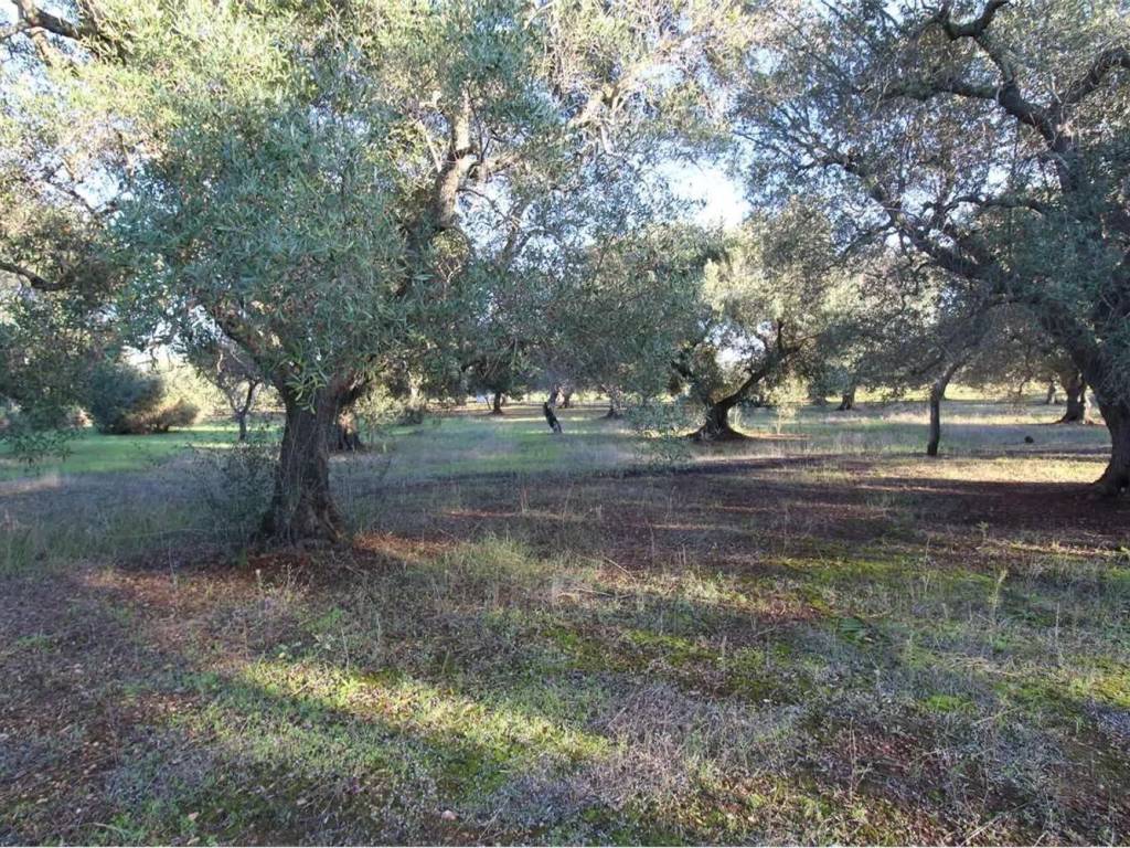 Rustico / casale a Carovigno in Strada Provinciale 37 - Foto 4