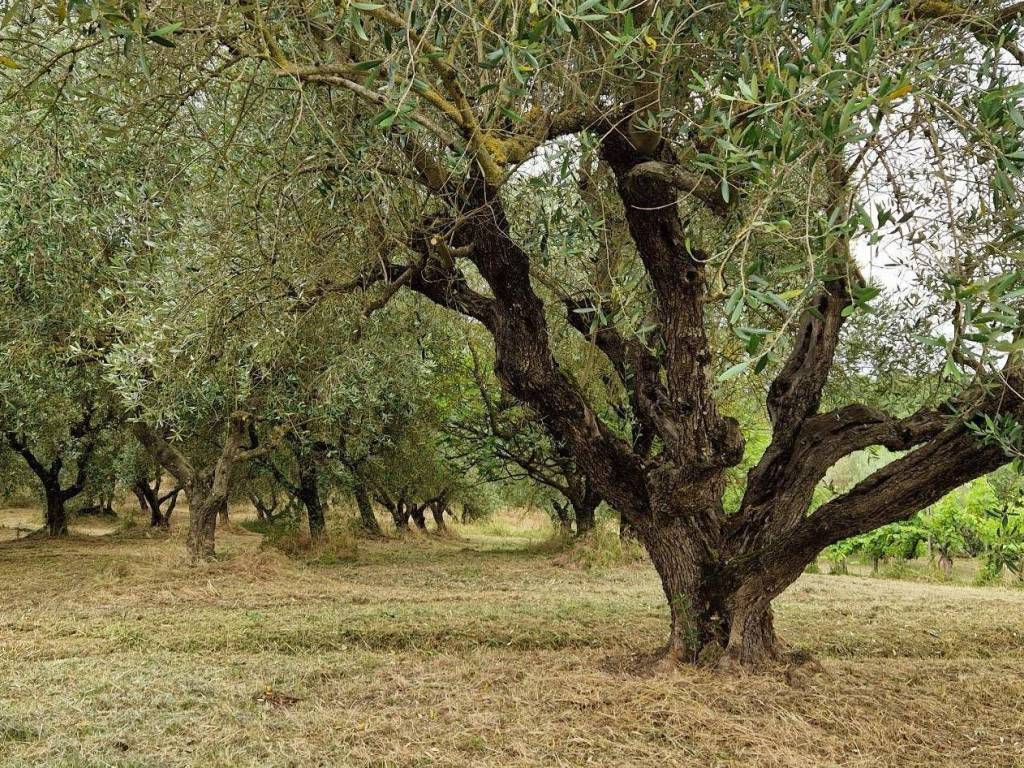 Villa a Pitigliano in Località Corano - Foto 2