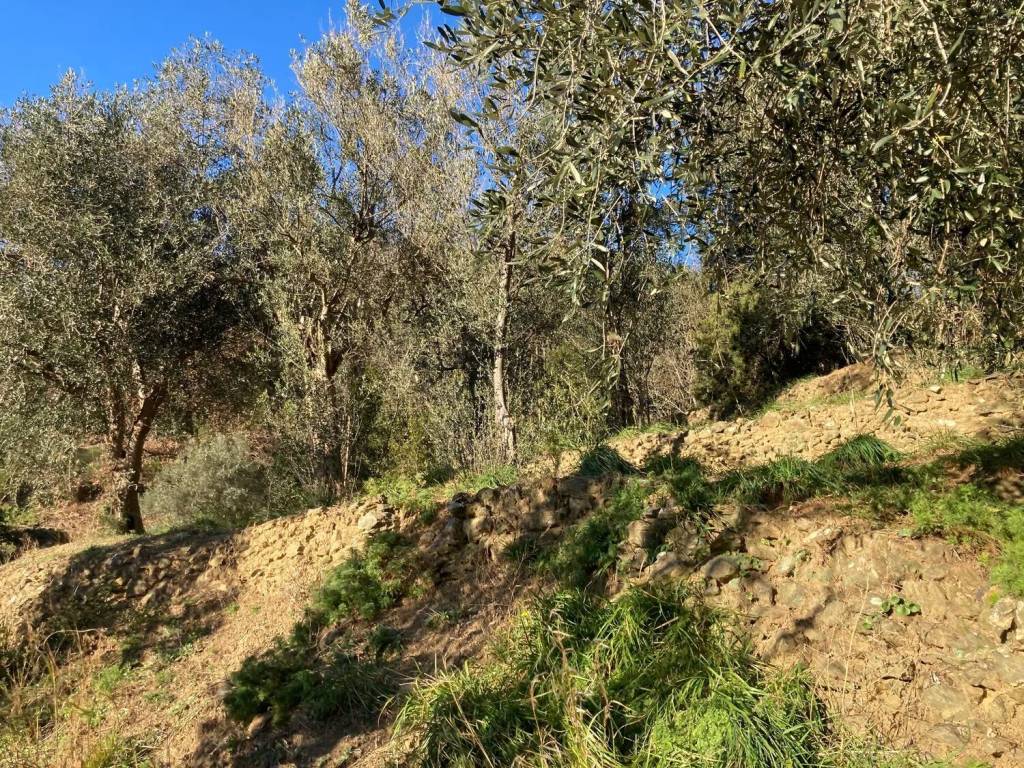 Terreno a Quiliano in Via Morosso - Foto 5