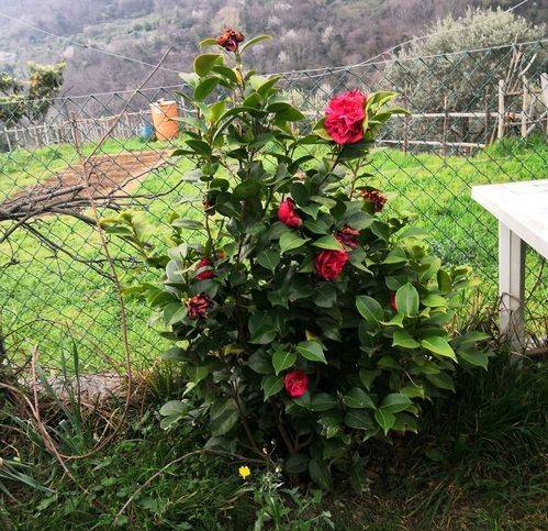 Appartamento a Quiliano - Foto 3