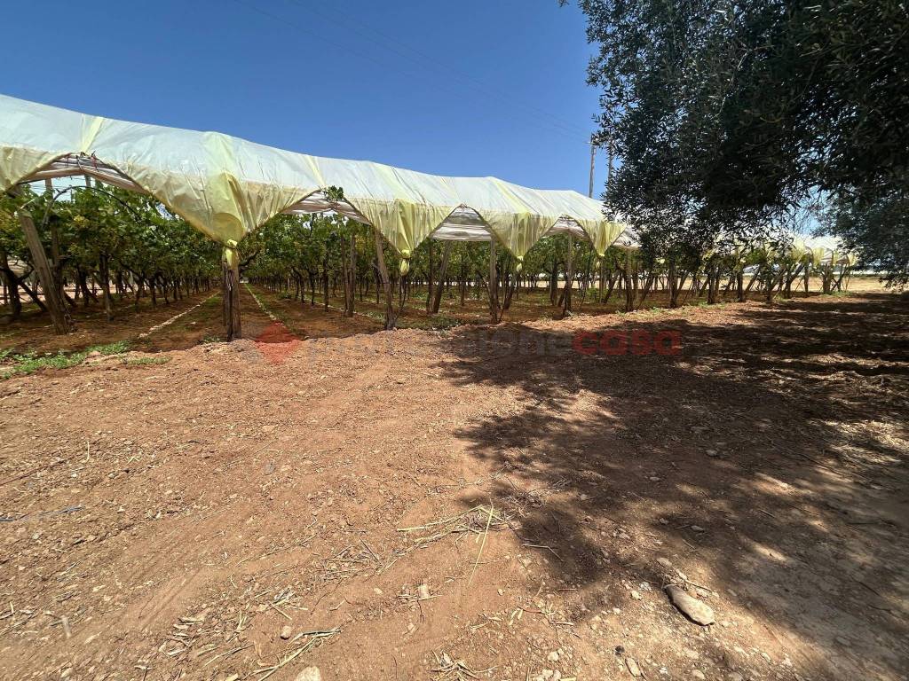 Terreno a Grottaglie in SPEXSS7 - Foto 2