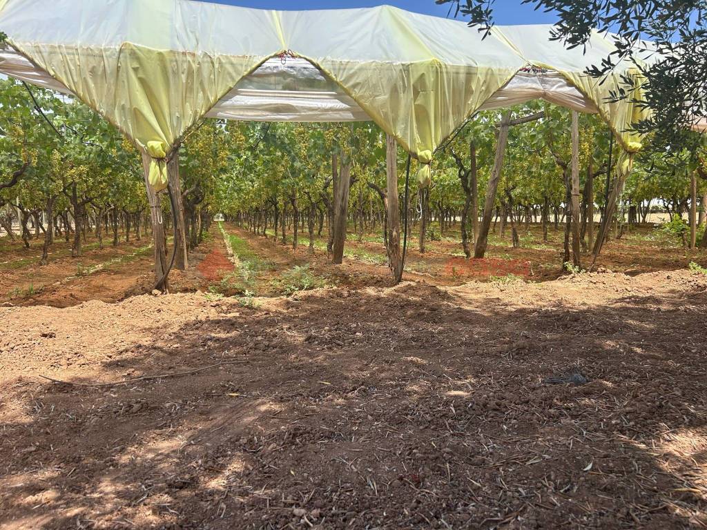 Terreno a Grottaglie in SPEXSS7 - Foto 3