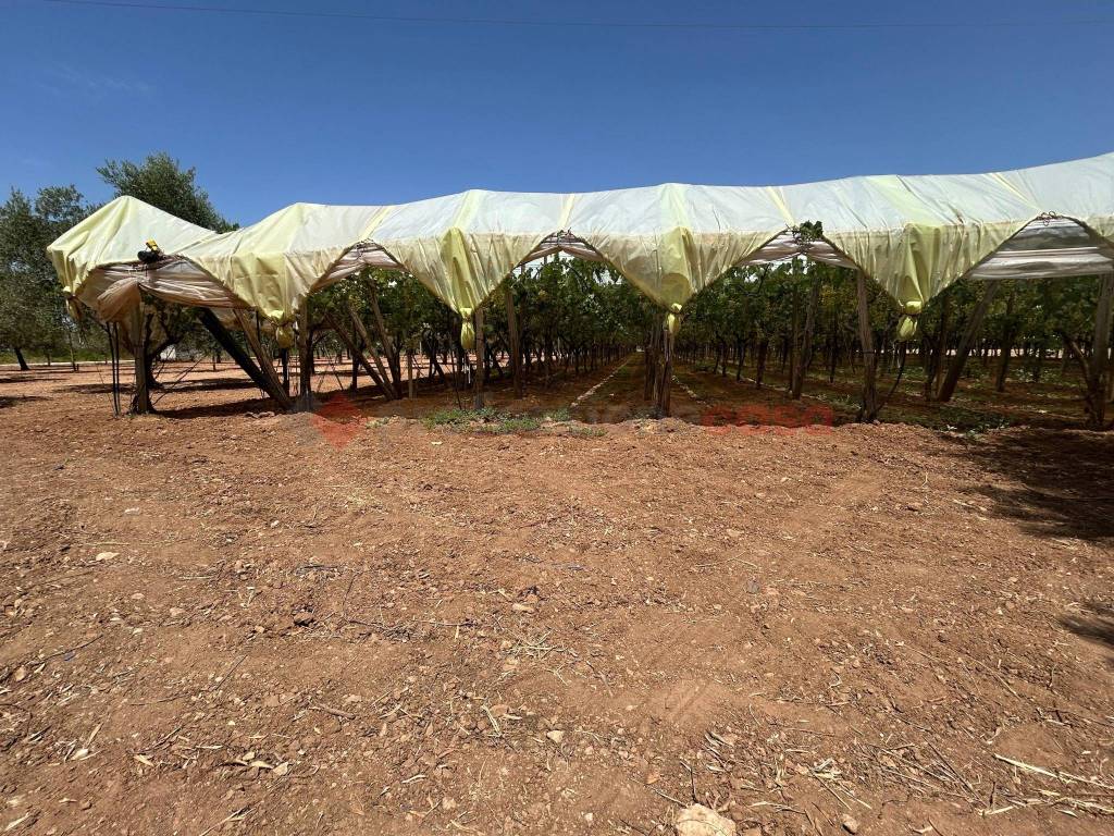 Terreno a Grottaglie in SPEXSS7 - Foto 4