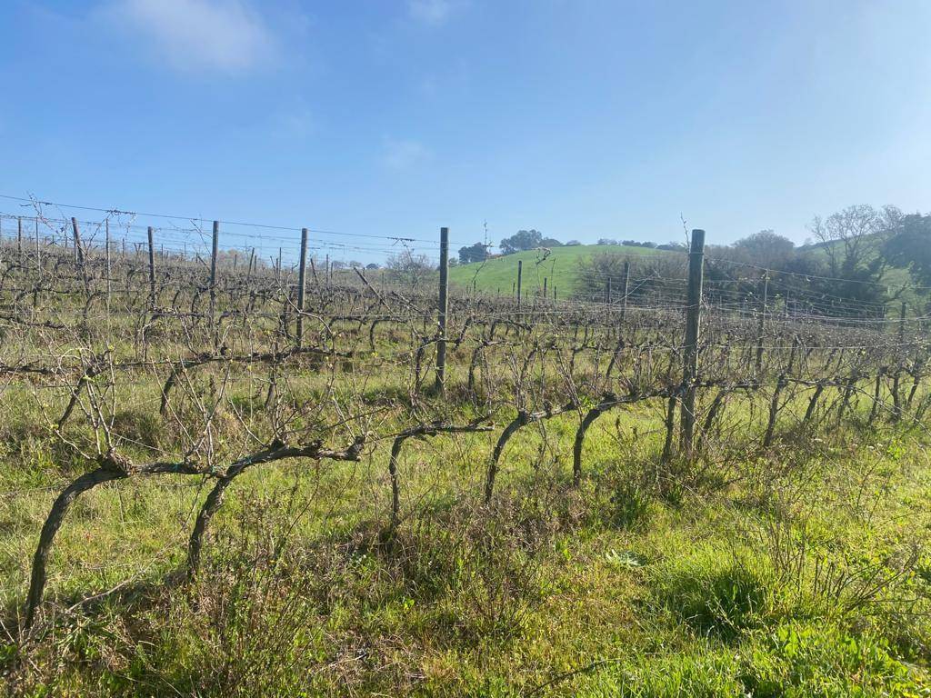 Rustico / casale a Magliano in toscana - Foto 4