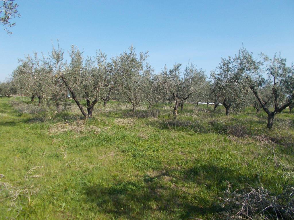 Terreno a Treglio in Severini - Foto 2