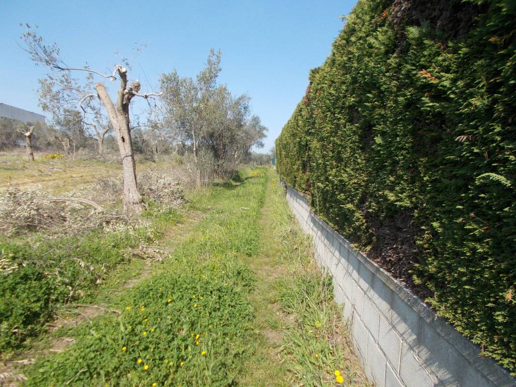 Terreno a Treglio in Severini - Foto 3