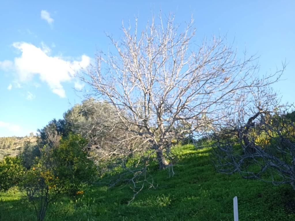 Terreno a Caulonia in 89041 Caulonia RC, Italia - Foto 4