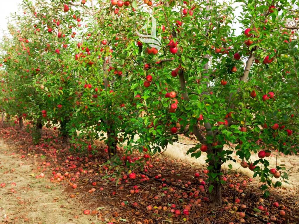 Terreno a Ora - Foto 4