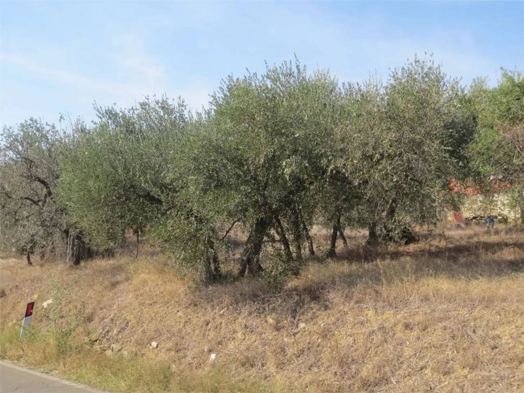 Terreno a Lucignano in Via Dei Procacci - Foto 2