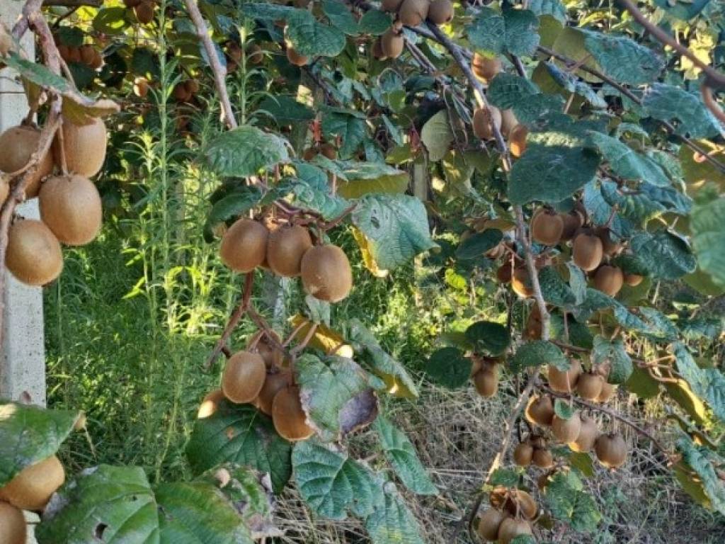 Terreno a Cisterna di latina in Via dei Rangers - Foto 2