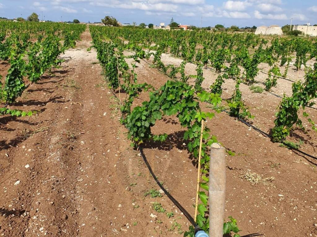 Terreno a Martano in Strada Vicinale di Corigliano - Foto 5