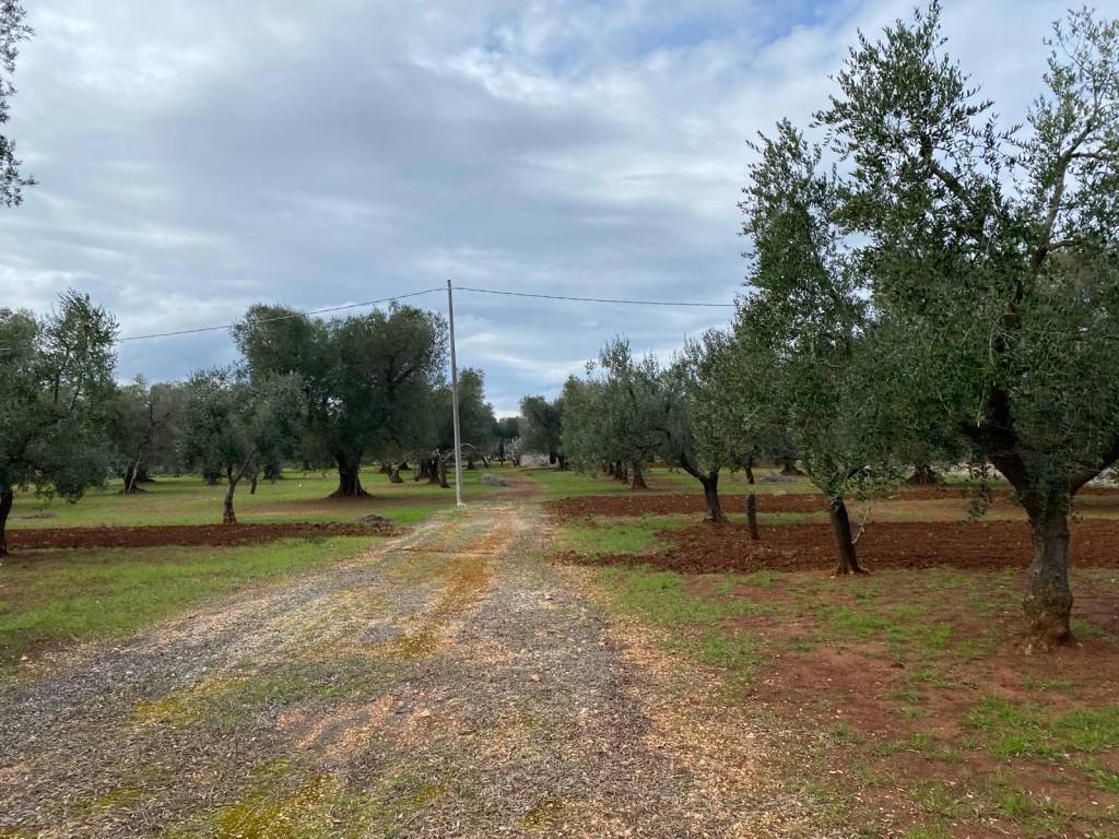 Rustico / casale a San michele salentino in CONTRADA POZZO PALLONE - Foto 2