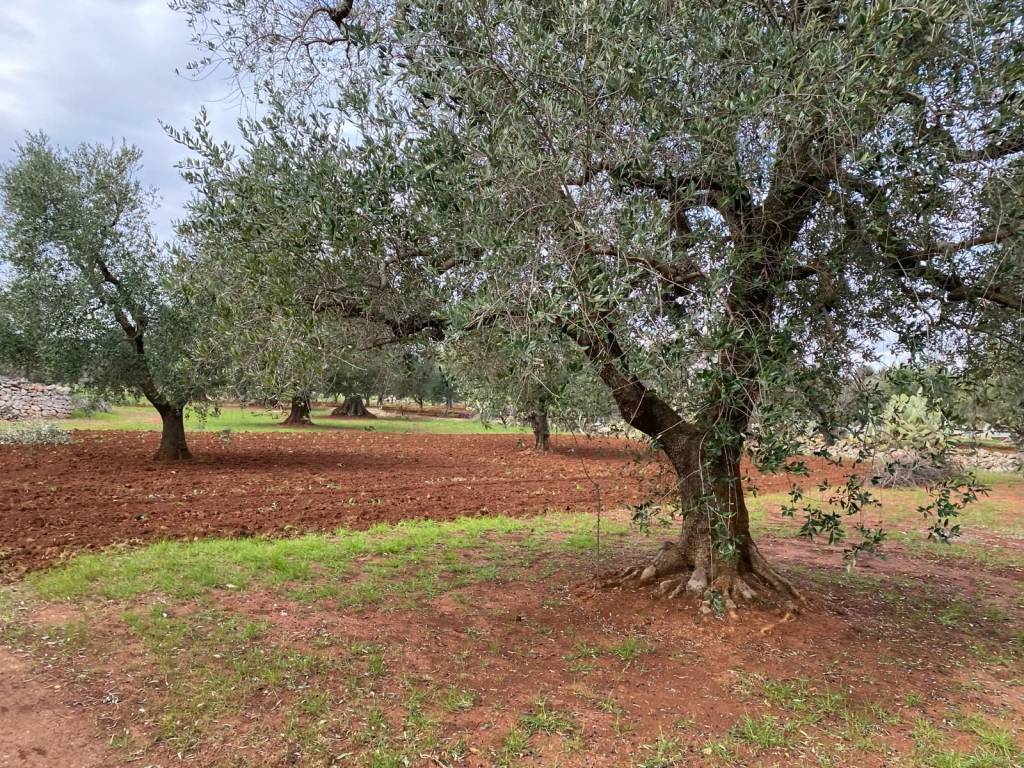 Rustico / casale a San michele salentino in CONTRADA POZZO PALLONE - Foto 5