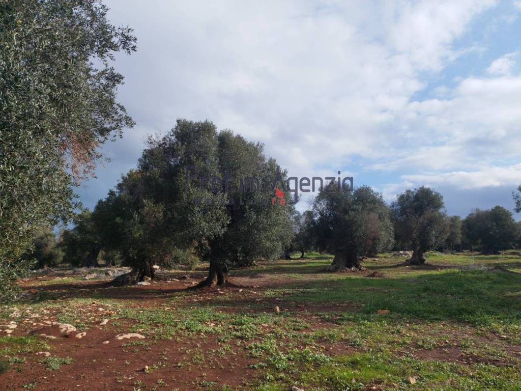 Terreno a Carovigno - Foto 4