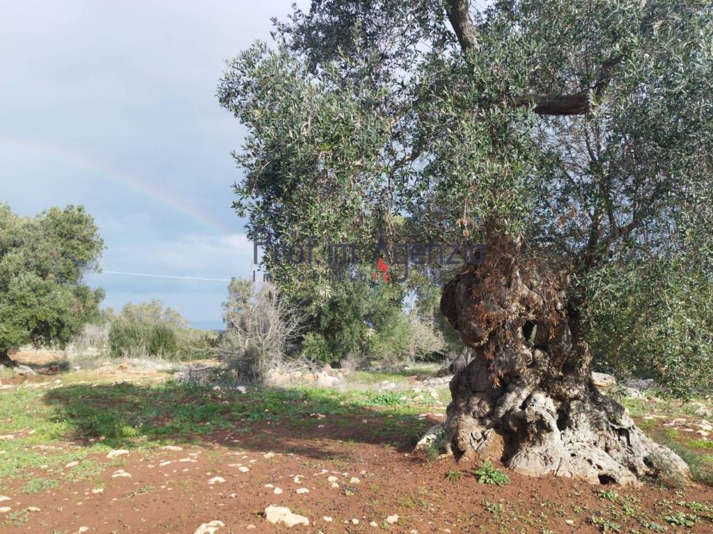 Terreno a Carovigno - Foto 5