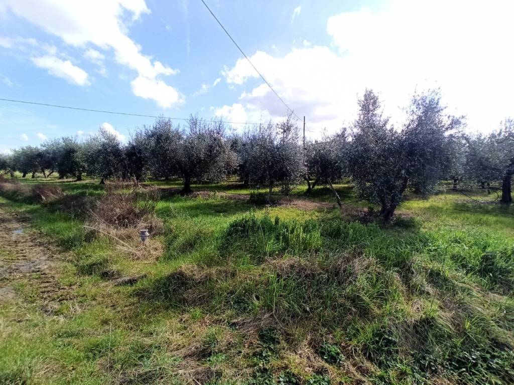 Terreno a Castiglione del lago in Località Mecucciami - Foto 2