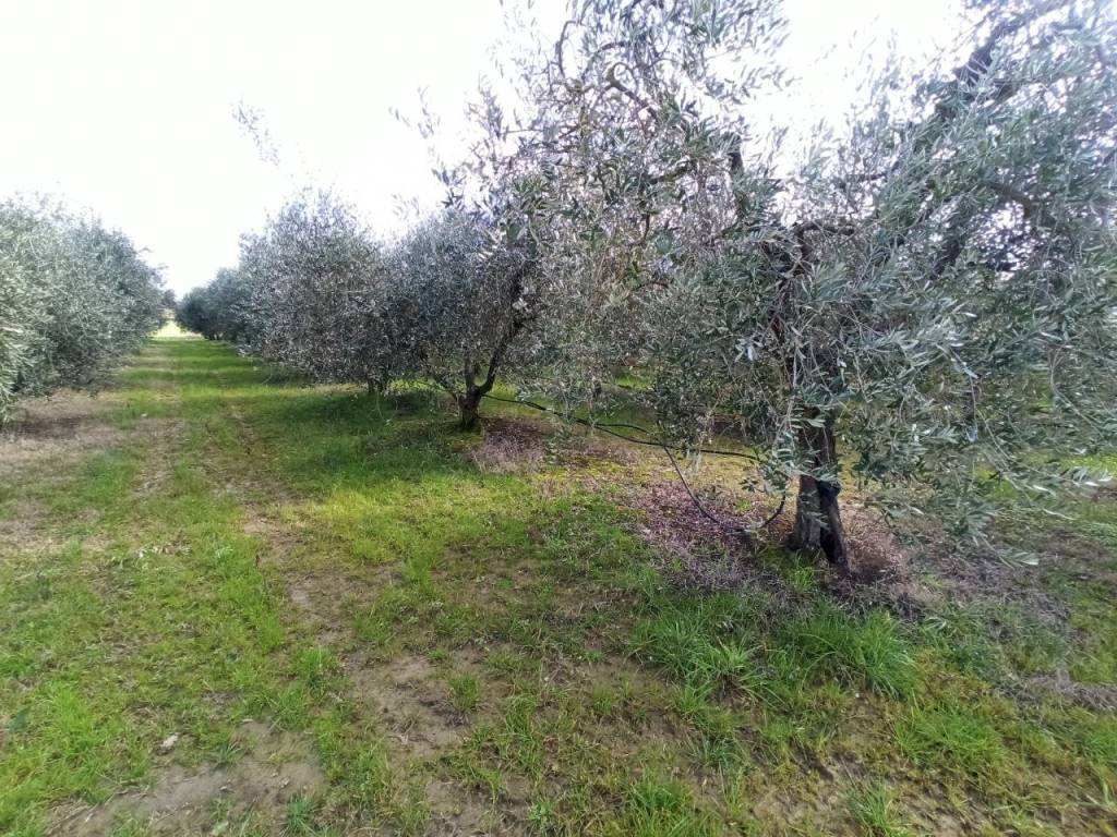 Terreno a Castiglione del lago in Località Mecucciami - Foto 3