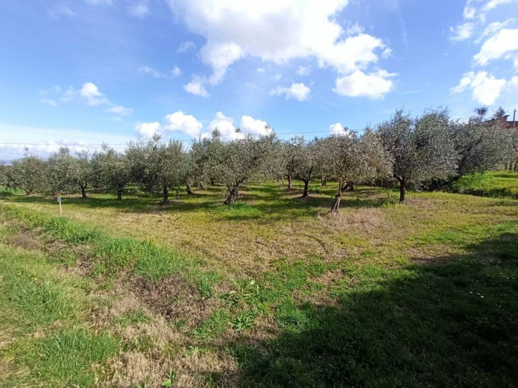 Terreno a Castiglione del lago in Località Mecucciami - Foto 4