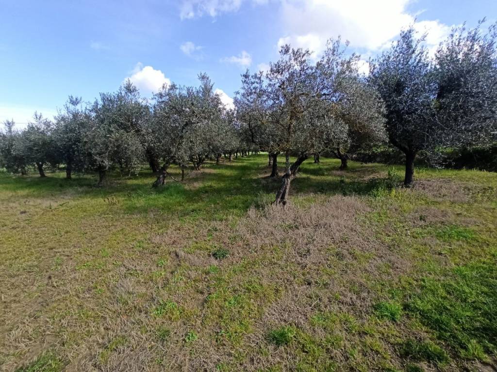 Terreno a Castiglione del lago in Località Mecucciami - Foto 5