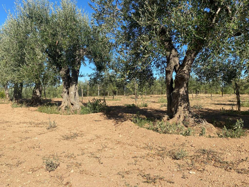 Terreno a Capurso - Foto 2