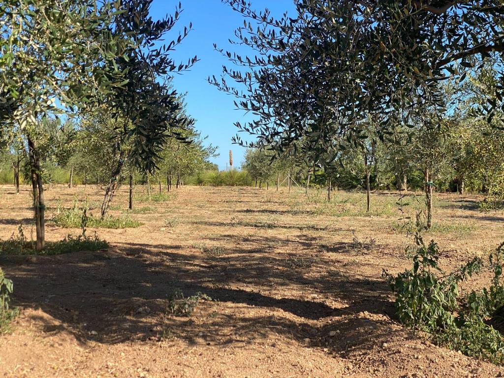 Terreno a Capurso - Foto 3
