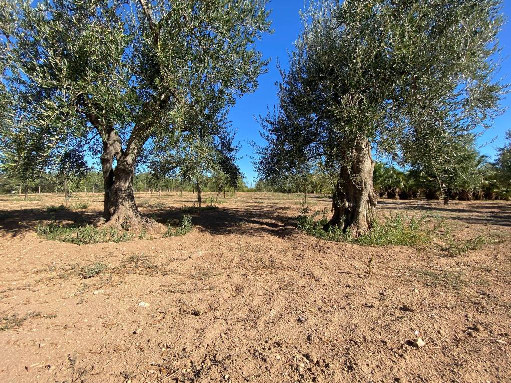 Terreno a Capurso - Foto 4
