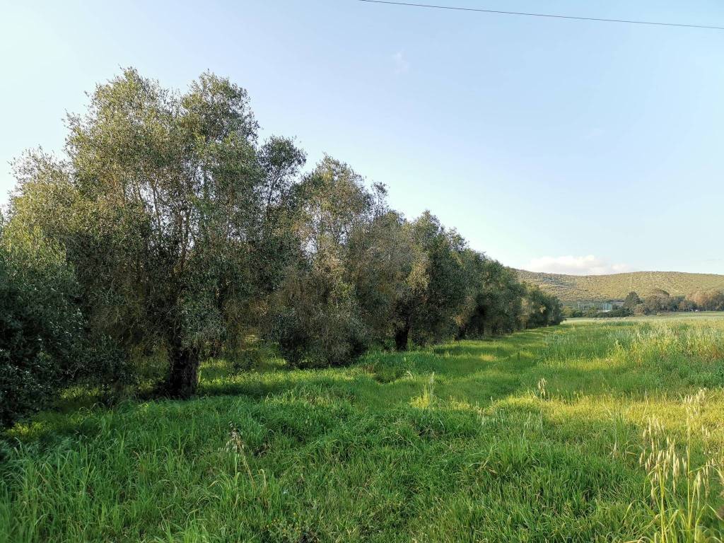 Terreno a Sassari in Strada Vicinale Zirra - Foto 2